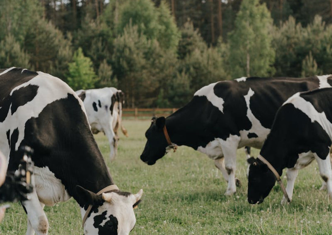 Benefits of using beef tallow for hair styling and treatment